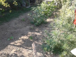 Крымчанин вырастил на приусадебном участке 350 кустов конопли (ФОТО)