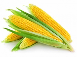 Теразоно: Украина стала основным поставщиком кукурузы в Китай