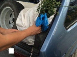 Житель Днепропетровска перевозил 5 кг маковой соломки