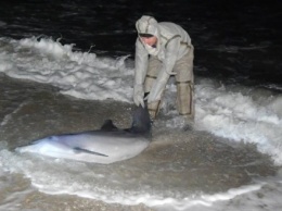 В Херсонской области спасли дельфина, которого вынесло волнами на берег