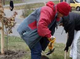 В Сумах появилась аллея сирени (+фото)