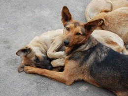 В Запорожской области чиновники запутались в подсчете бездомных собак