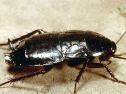 Ученые выявили предназначение тараканов на Земле