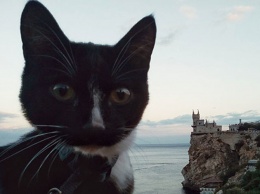 «Потому что так веселее»: тагильчанин и его кот штурмуют горы и сплавляются по рекам