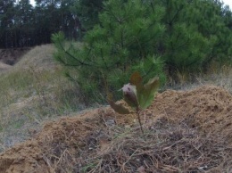 На месте незаконного карьера в Матвеевском лесу николаевцы высадили дубовую рощу