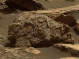 На Марсе обнаружили останки медведя-гризли