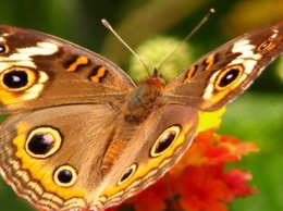 Ученые: Определена причина гибели бабочек
