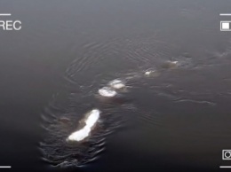 Загадочного морского монстра засняли в районе Аляски (видео)