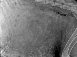 Интернет покорен этим рентгенографическим снимком беременной собаки