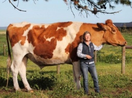 В Австралии нашли самую крупную корову в мире