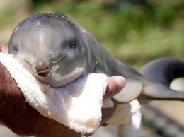 Самого маленького в мире дельфина будет охранять государство (фото)