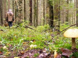 На Сумщине грибник заблудился в лесу и умер