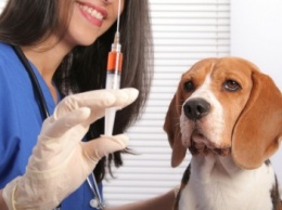 До 5 ноября в Севастополе проводится бесплатная вакцинация птиц, свиней, собак и кошек