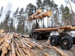 В Закарпатской области незаконно вырубили 774 га лесов - Т.Кутовый