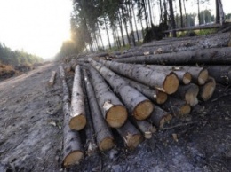 Лесной охраной на Луганщине выявлено 37 случаев самовольной вырубки леса на линии разграничения