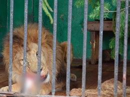 Жительница Петербурга пожаловалась в прокуратуру на обед льва в зоопарке