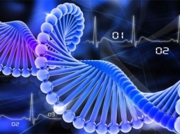 Ученые: Желание иметь детей определяет ДНК