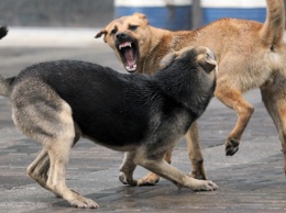 В пригороде Киева на людей нападает "собачья банда"
