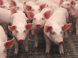 В Запорожском регионе нет чумы свиней