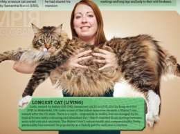Британская кошка попала в книгу рекордов Гиннеса