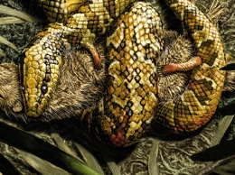 Скандал может лишить четырехногую змею звания "потерянного звена" эволюции