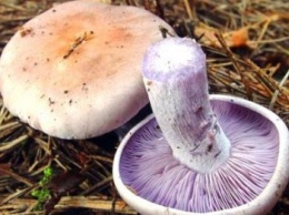 Берегите себя от отравления дикорастущими грибами!
