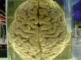 Британские ученые вырастили человеческий мозг в лаборатории