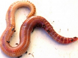 Ученые: Дождевые черви могут клонировать сами себя и имеют садистские наклонности