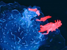 Ученые: Иммунотерапия снижает риск появления рака кожи