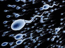 Британские специалисты определили формулу идеальной спермы