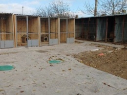 В Херсоне открыт приют для бездомных животных (фото)