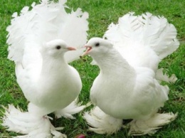 В Краматорске состоится выставка голубей