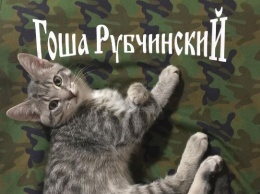 Инстаграм недели: модная кошка @rafthecat