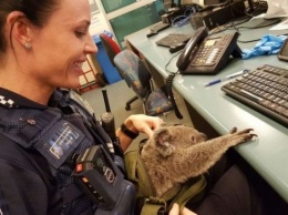 В Австралии полиция нашла у задержанной женщины в сумке коалу