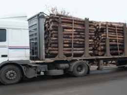 Существует ли незаконная вырубка леса в Луганской области'