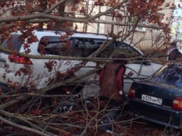 В Симферополе упавшее дерево оборвало кабель, перегородило дорогу и заблокировало авто (ФОТО)