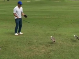 Птицы едва не сорвали турнир по гольфу, приняв мяч за свое яйцо -курьезное видео