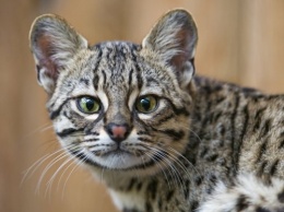 В Красноярске пройдет выставка 16 видов редких пород кошек
