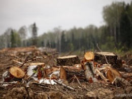 В Олешковском районе преследуют браконьеров, рубящих лес