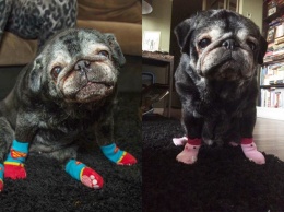 Канадка изменила жизнь своей собачки при помощи носков