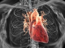 Ученые смогли создать более качественные клетки сердца