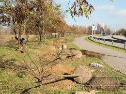 В Запорожье появилась аллея шаровидной катальпы