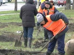 На улицах Павлограда высаживают сотни молодых деревьев