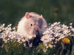 Ученые вывели мышей, устойчивых к радиактивному излучению