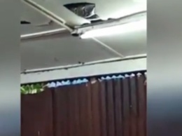 В Гонконге змея с потолка упала на столик в кафе