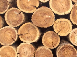 СБУ разоблачила схему хищения ценных пород древесины в Ровенской области