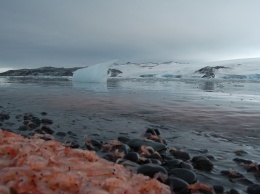 Ученные рассказали, как формируется раковина у моллюсков Антарктики