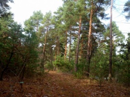 Красивый лес на севере Одесской области превращается в свалку