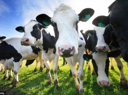 Сто тысяч китайских коров спасут РФ от молочного голода
