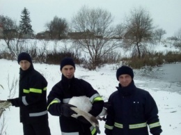 Лебедя в Ровенской области достали из замерзшего водоема